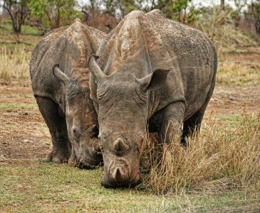 pexels-frans-van-heerden-201846-1577478 pexels-frans-van-heerden-201846-1577478