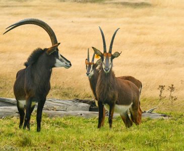 pexels-frans-van-heerden-201846-6542650 pexels-frans-van-heerden-201846-6542650